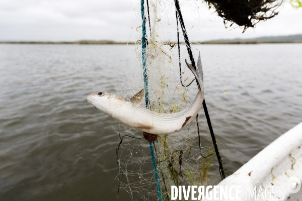 Pêche artisanale sur l étang de l Ayrolle