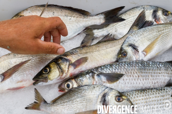Pêche artisanale sur l étang de l Ayrolle