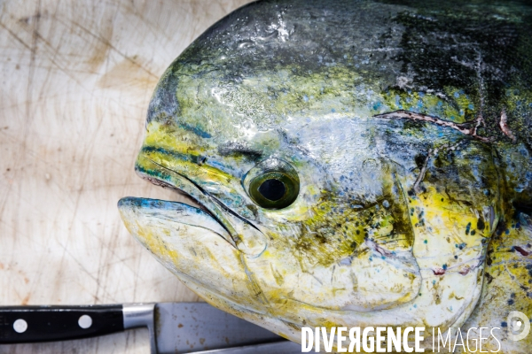Pêche artisanale sur l étang de l Ayrolle