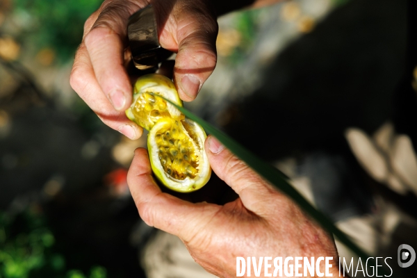 Serres tropicales en Occitanie