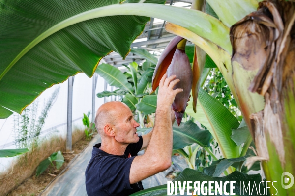 Serres tropicales en Occitanie