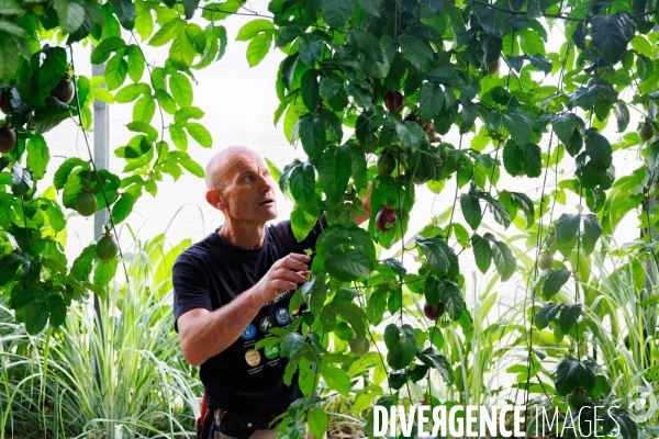 Serres tropicales en Occitanie