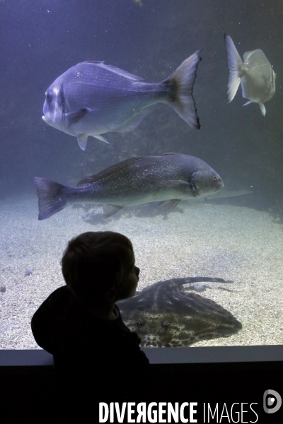 Aquarrium au Pays Basque