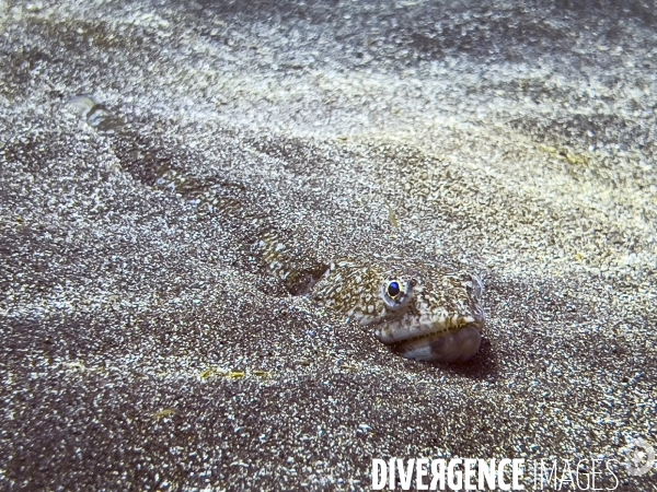 Faune et flore lors d une plongee sous-marine sur l ile de Faial aux Acores.