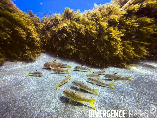 Faune et flore lors d une plongee sous-marine sur l ile de Faial aux Acores.