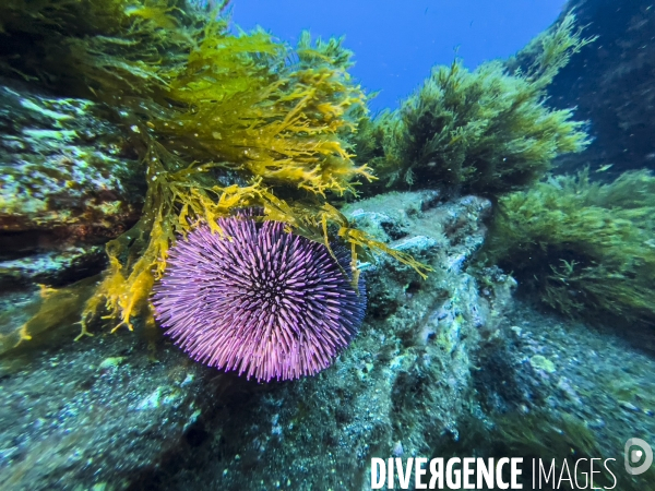 Faune et flore lors d une plongee sous-marine sur l ile de Faial aux Acores.