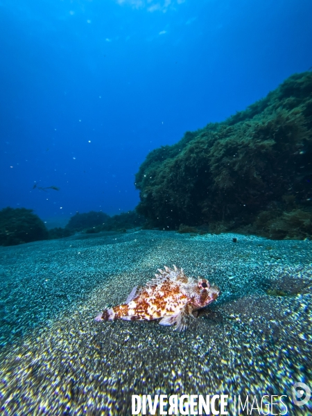 Faune et flore lors d une plongee sous-marine sur l ile de Faial aux Acores.