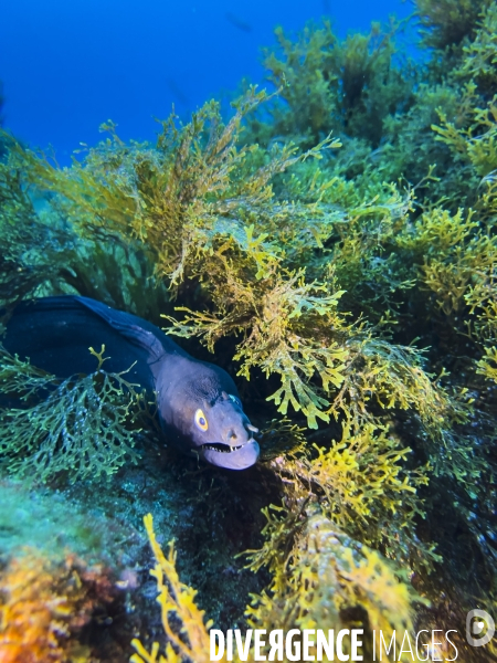 Faune et flore lors d une plongee sous-marine sur l ile de Faial aux Acores.