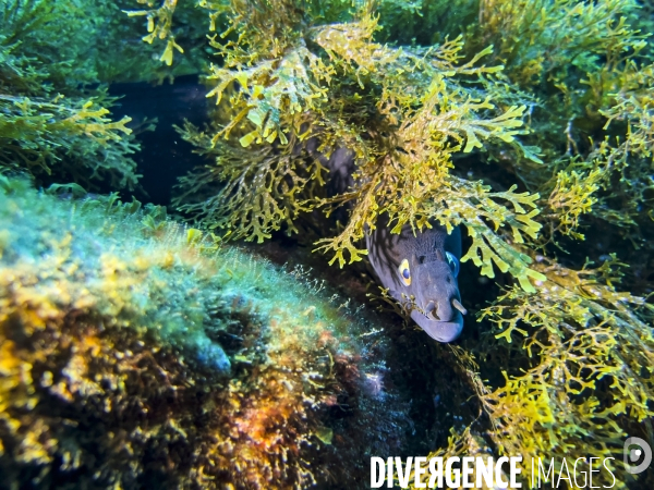 Faune et flore lors d une plongee sous-marine sur l ile de Faial aux Acores.