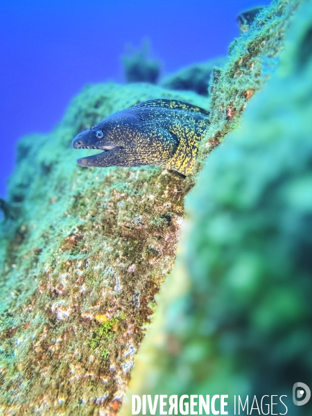 Faune et flore lors d une plongee sous-marine sur l ile de Faial aux Acores.