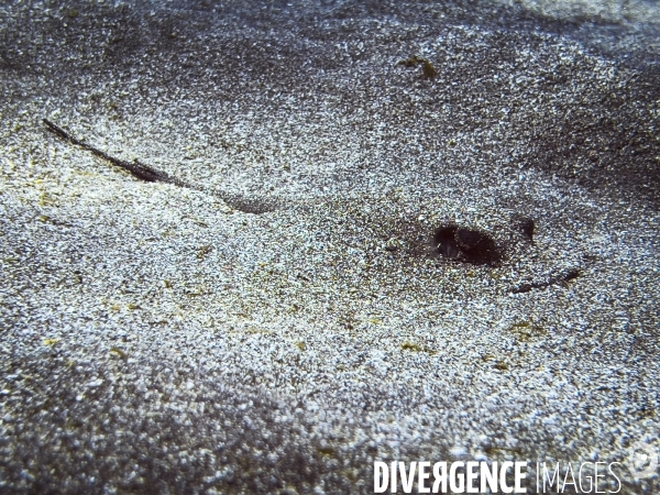 Faune et flore lors d une plongee sous-marine sur l ile de Faial aux Acores.