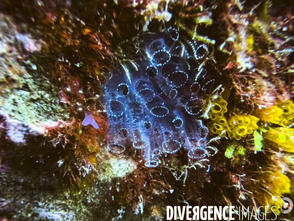 Faune et flore lors d une plongee sous-marine sur l ile de Faial aux Acores.