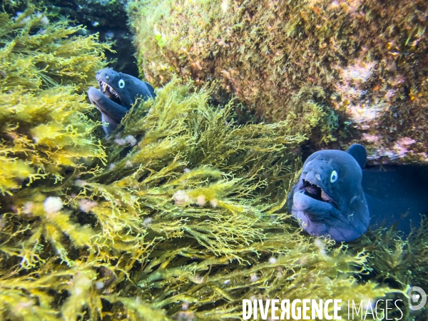 Faune et flore lors d une plongee sous-marine sur l ile de Faial aux Acores.