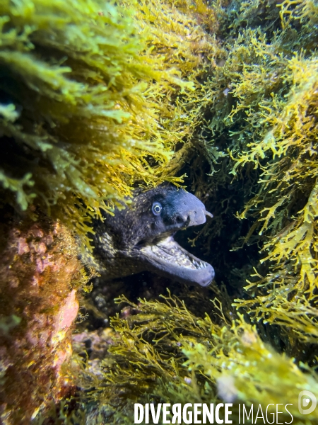 Faune et flore lors d une plongee sous-marine sur l ile de Faial aux Acores.