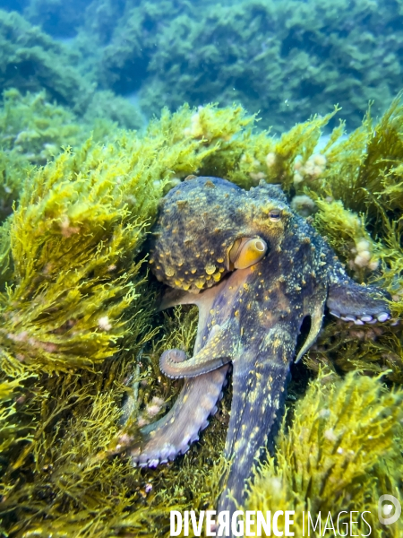 Faune et flore lors d une plongee sous-marine sur l ile de Faial aux Acores.