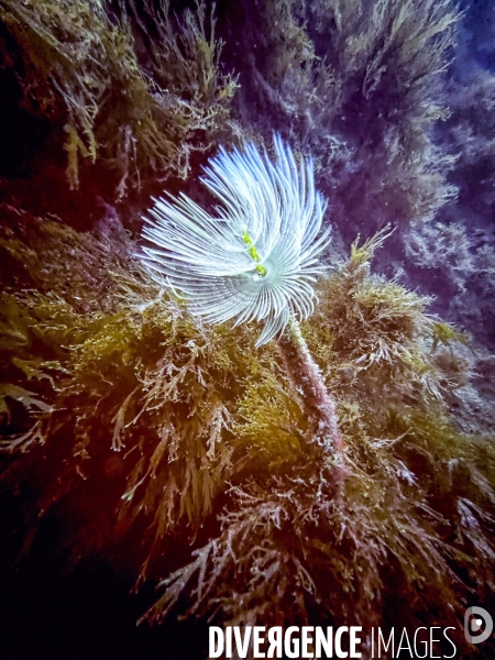 Faune et flore lors d une plongee sous-marine sur l ile de Faial aux Acores.