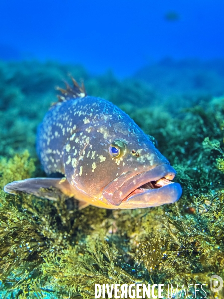 Faune et flore lors d une plongee sous-marine sur l ile de Faial aux Acores.