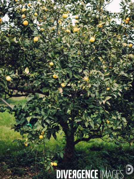 Citron soleil de l hiver