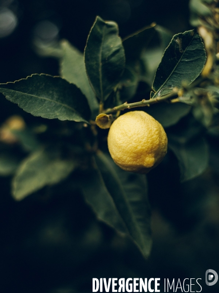 Citron soleil de l hiver