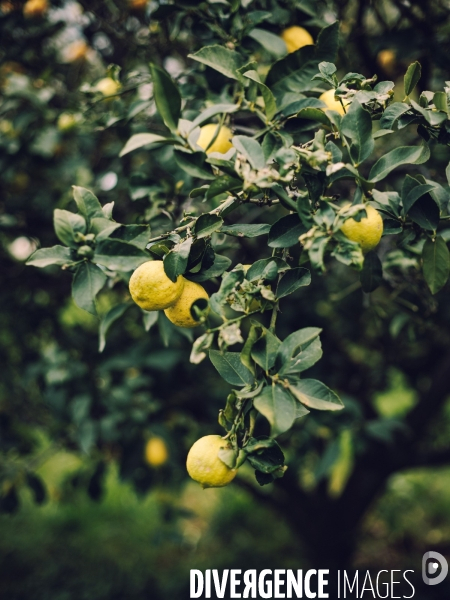 Citron soleil de l hiver