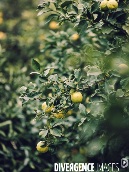 Citron soleil de l hiver