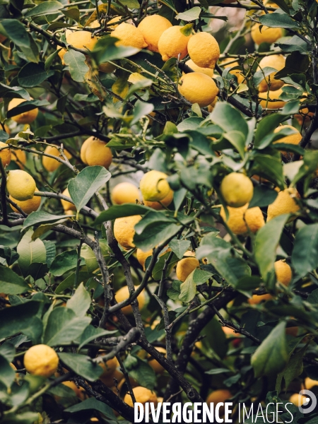 Citron soleil de l hiver