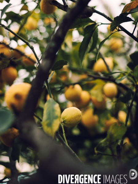 Citron soleil de l hiver