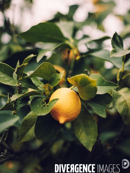 Citron soleil de l hiver