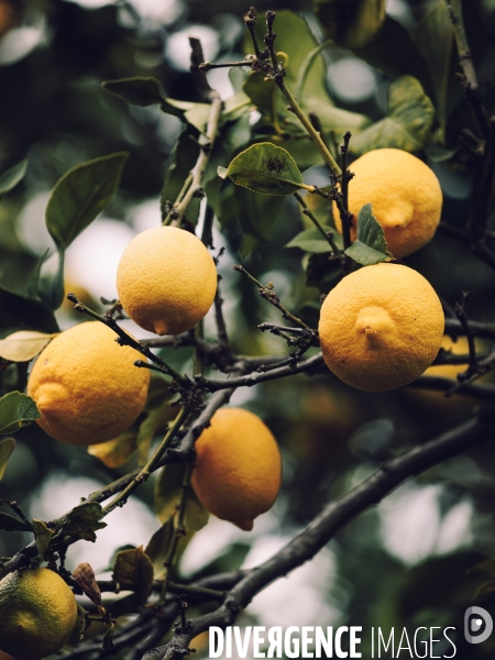 Citron soleil de l hiver