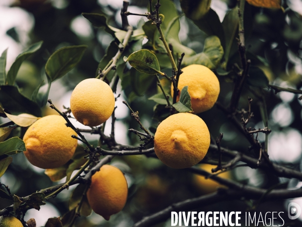 Citron soleil de l hiver