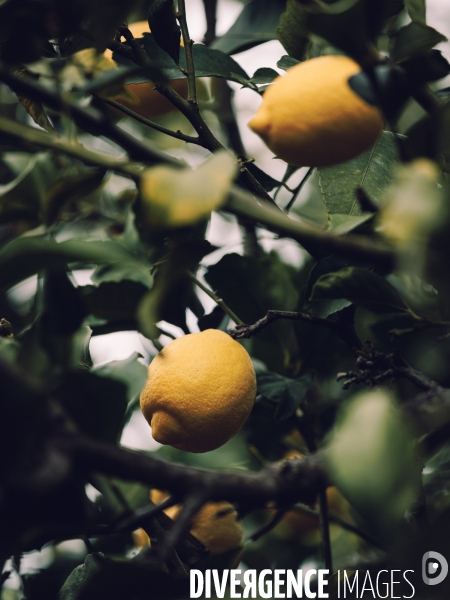Citron soleil de l hiver