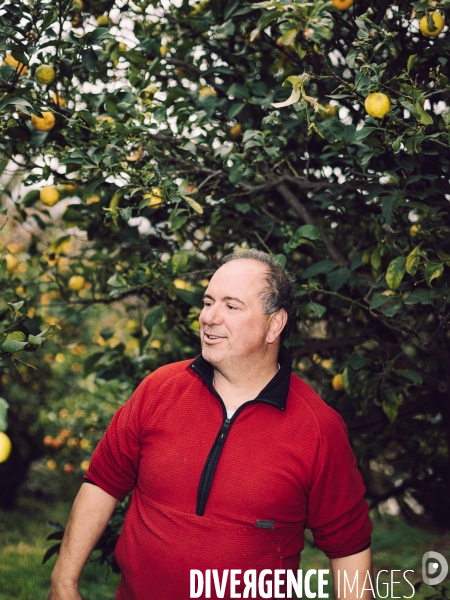 Citron soleil de l hiver