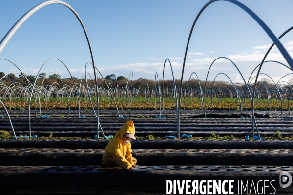 Dégâts agricoles dans le Finistère après la tempête Ciaran