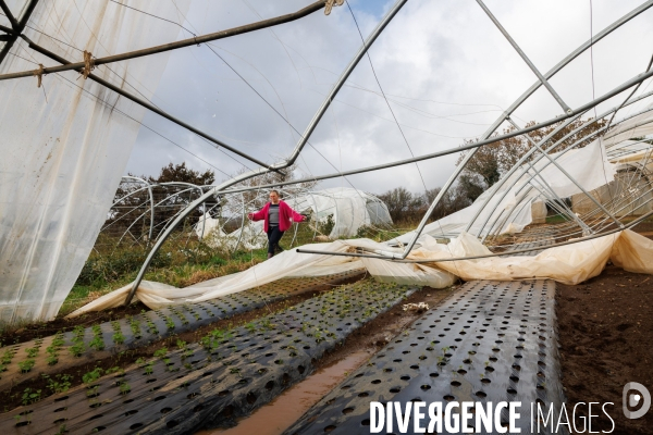 Dégâts agricoles dans le Finistère après la tempête Ciaran