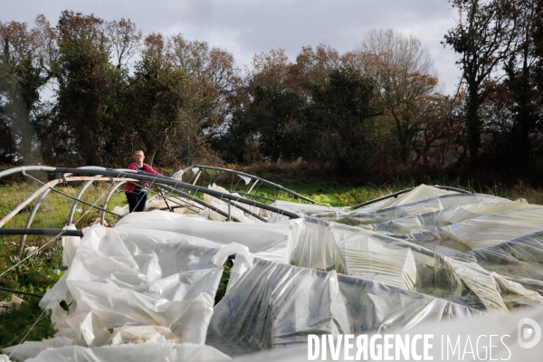 Dégâts agricoles dans le Finistère après la tempête Ciaran