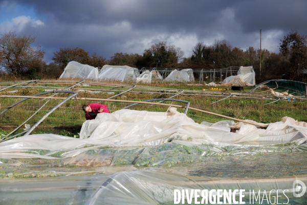 Dégâts agricoles dans le Finistère après la tempête Ciaran