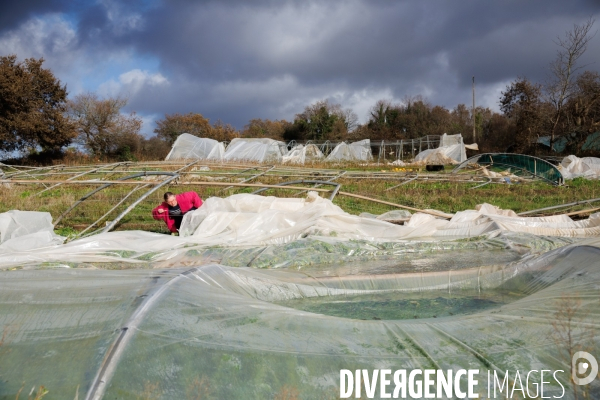 Dégâts agricoles dans le Finistère après la tempête Ciaran