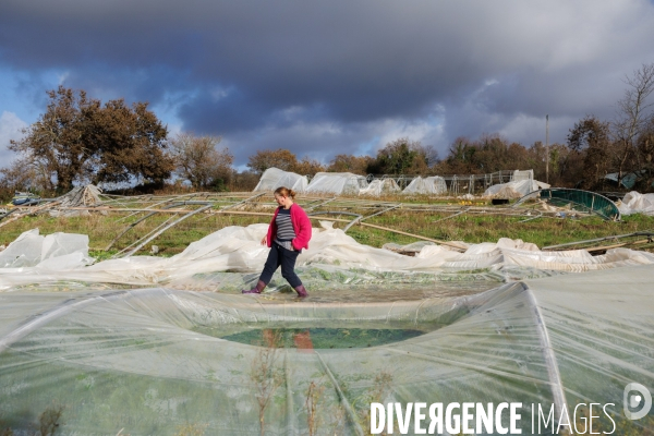 Dégâts agricoles dans le Finistère après la tempête Ciaran