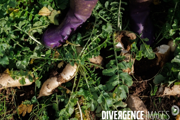 Dégâts agricoles dans le Finistère après la tempête Ciaran