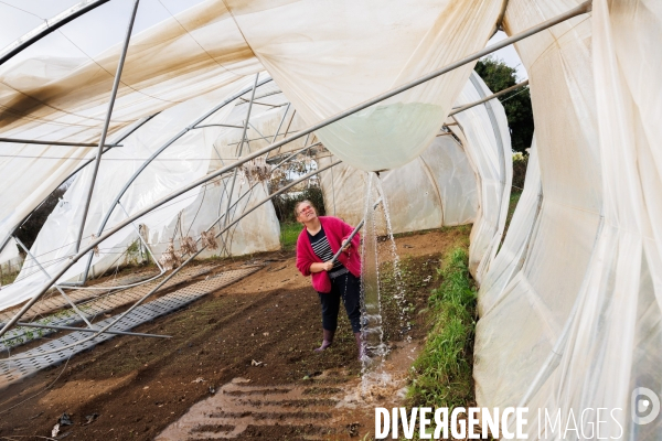 Dégâts agricoles dans le Finistère après la tempête Ciaran