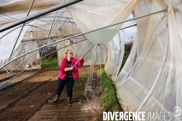 Dégâts agricoles dans le Finistère après la tempête Ciaran