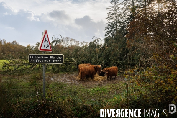 Dégâts agricoles dans le Finistère après la tempête Ciaran