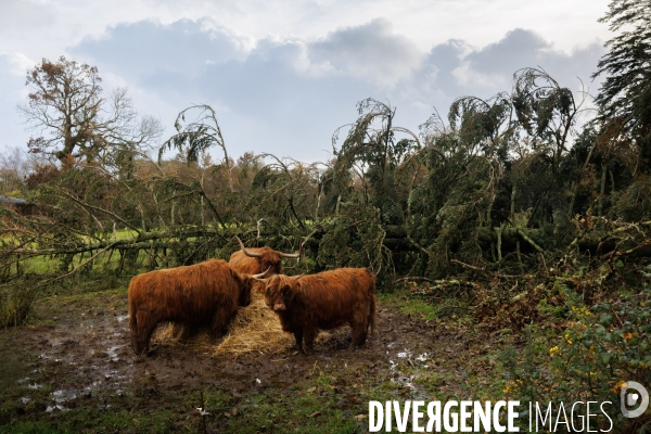 Dégâts agricoles dans le Finistère après la tempête Ciaran