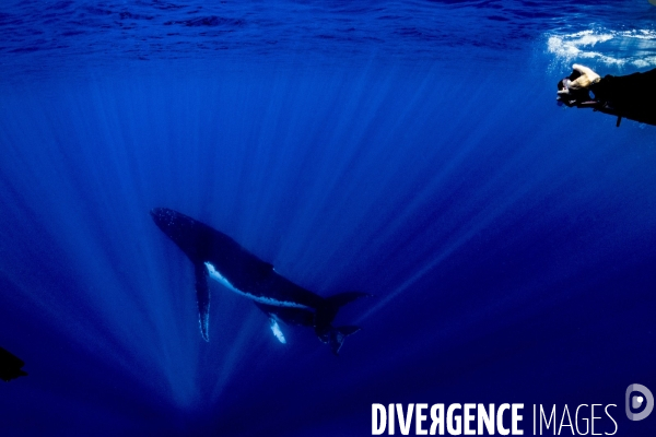 Observation des Baleines a bosse au large de Moorea