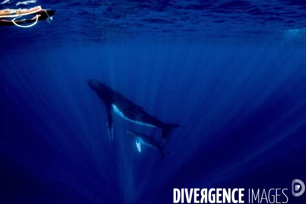 Observation des Baleines a bosse au large de Moorea