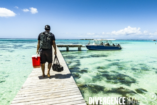 Observation des Baleines a bosse au large de Moorea