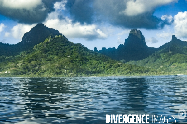 Observation des Baleines a bosse au large de Moorea