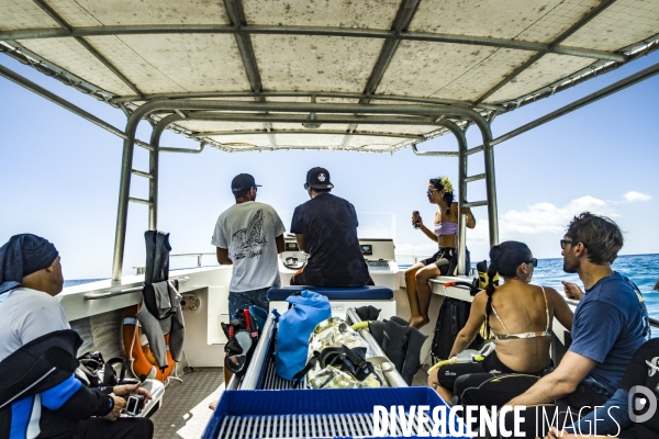 Observation des Baleines a bosse au large de Moorea