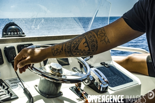 Observation des Baleines a bosse au large de Moorea