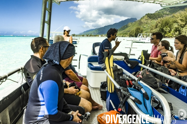 Observation des Baleines a bosse au large de Moorea